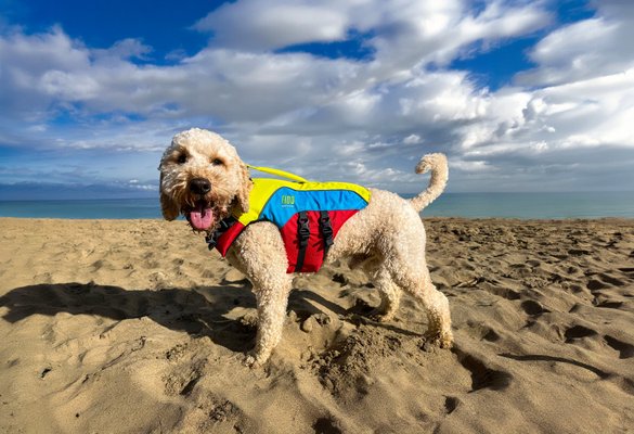 Sécurité - NA - Gilet sauvetage pour chien Fido M