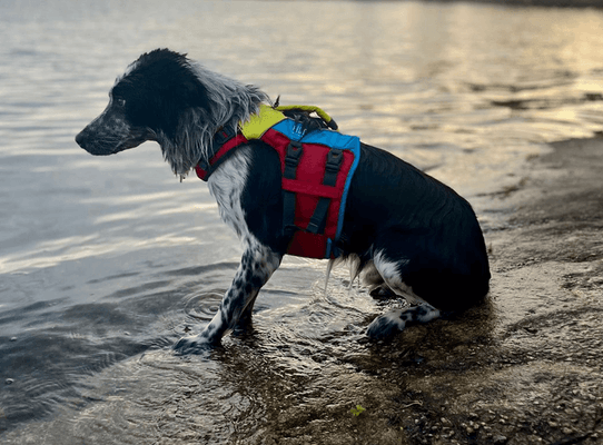 Sécurité - NA - Gilet sauvetage pour chien Fido M