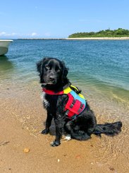 Sécurité - NA - Gilet sauvetage pour chien Fido M